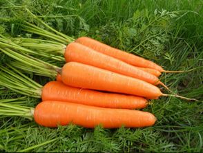 萬旺生態(tài)農業(yè)科技股份公司 引領現(xiàn)代生態(tài)農業(yè)全產業(yè)鏈發(fā)展
