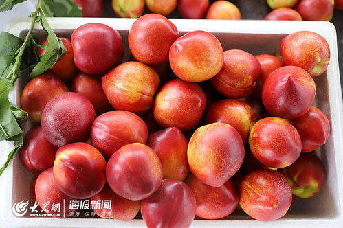 日照市食用農產品合格證制度試行工作現場會在莒縣召開，助力批發環節質量安全再上新臺階